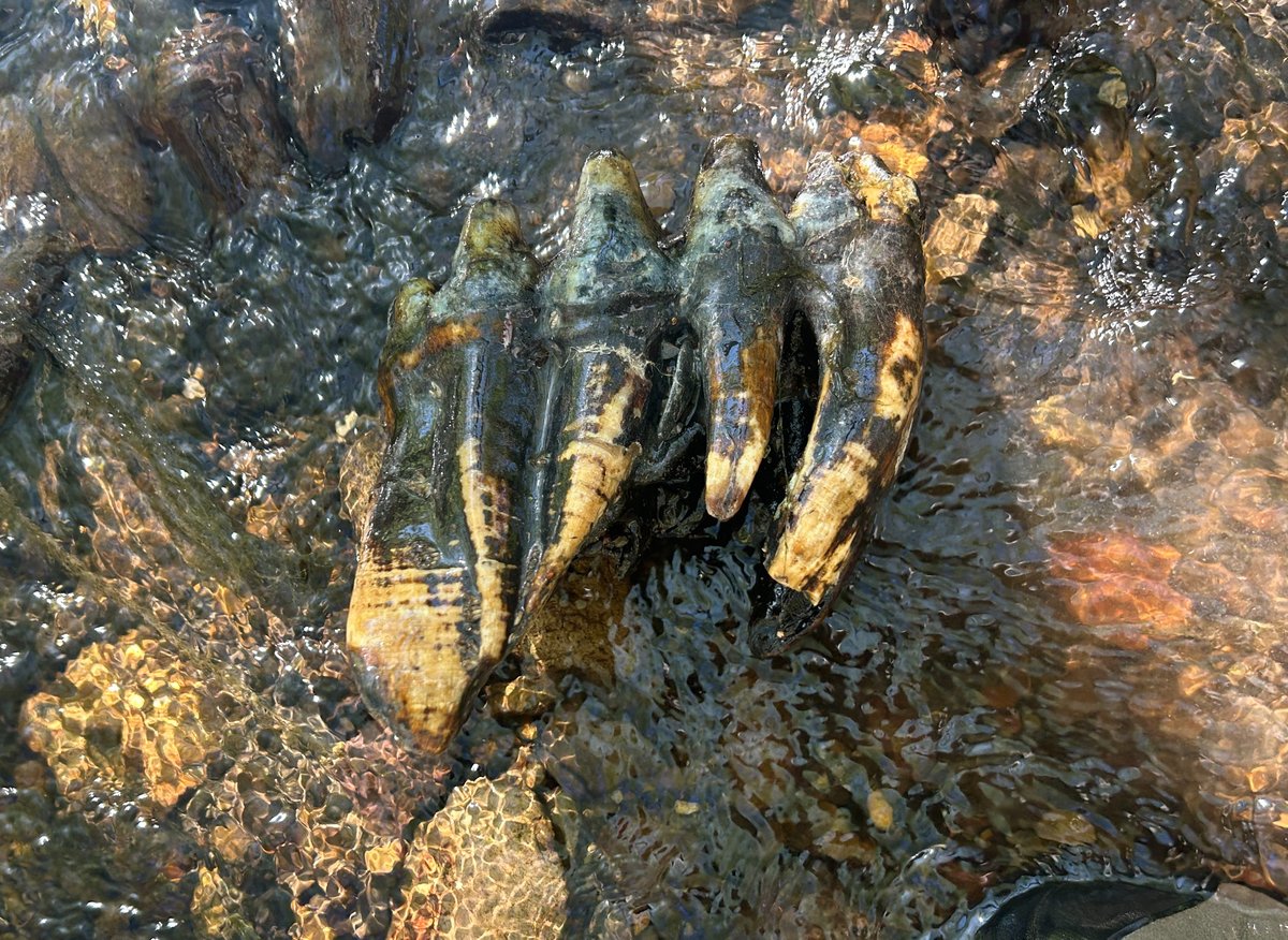 Tooth in Creek 1 - Credit Balance Hydrologics