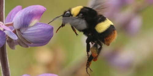 Close up of a Crotch's bumblebee