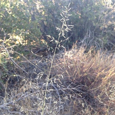 Photo of Tufted lovegrass by Keir Morse