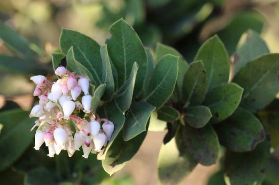 Kings mountain manzanita