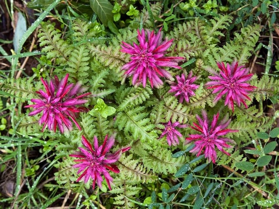 Closeup of a cluster of Indian warrior flowers in bloom that look like fireworks. 
