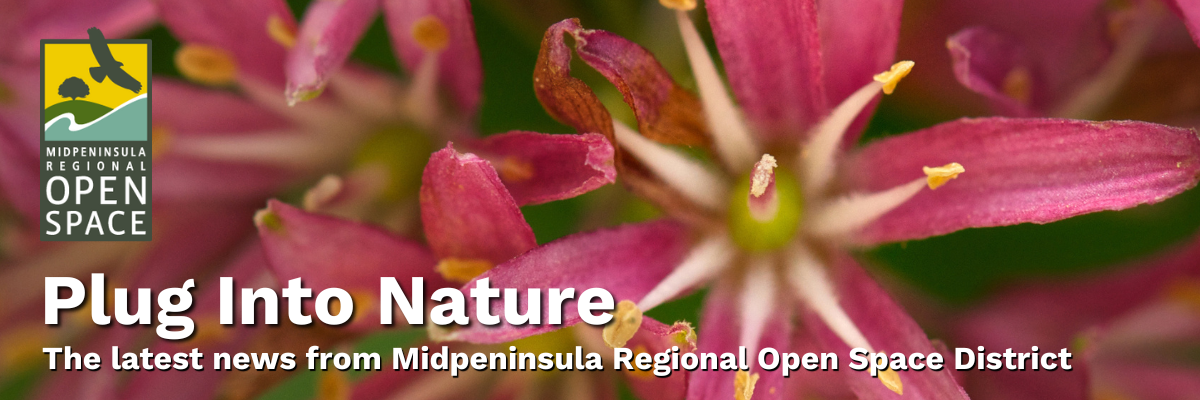 WH_JK_Judy-Kramer_closeup-flower-red-clintonia-enews-header_20100606_04