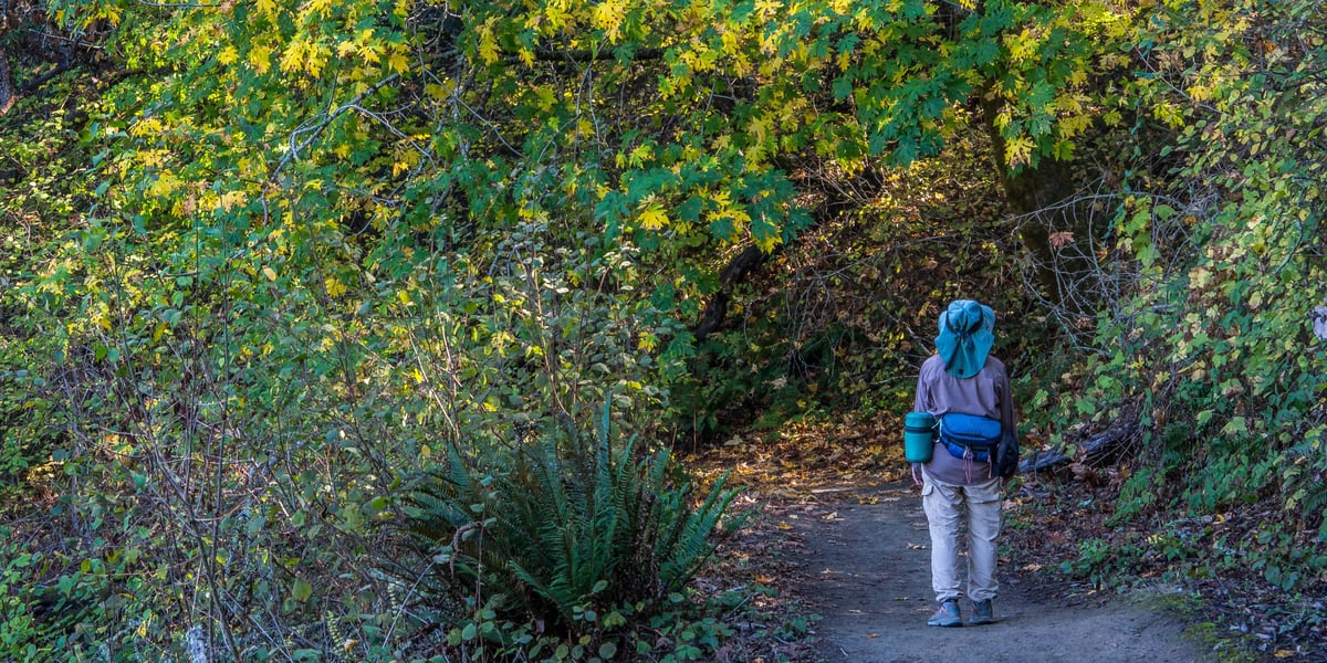 A woman stands below a big leaf maple tree with half yellow leaves