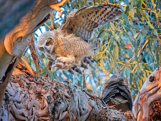 A great horned owl takes flight above the branch of a tree