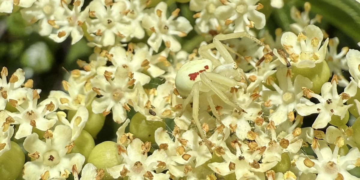 WILD39_TW_APJ_Ally-Perez-Jauregui_crab-spider-elderflowers_20250527
