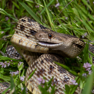 pacific gopher snake in grass