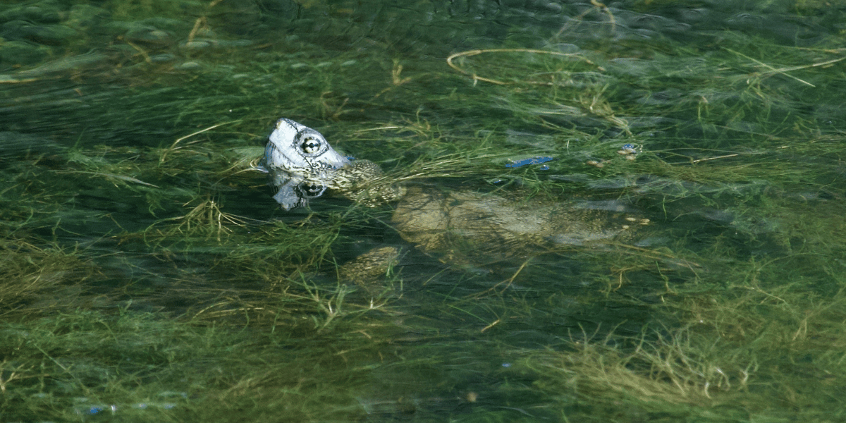 Western pond turtle (Matt Sharp Chaney)