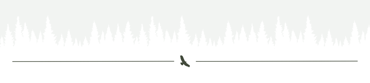 White trees with hawk divider