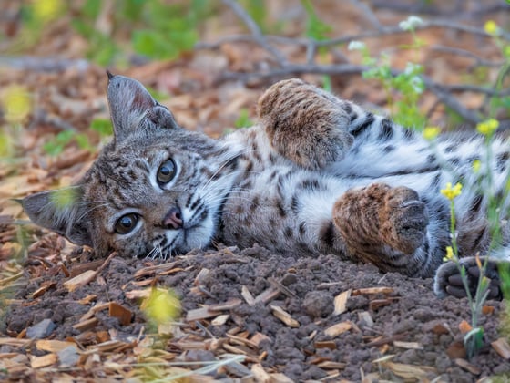 A bobcat lying on the ground.