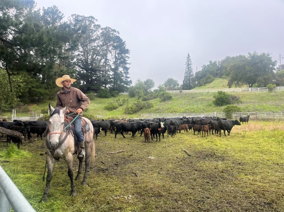 A man rides a horse inside a corral full of cattle