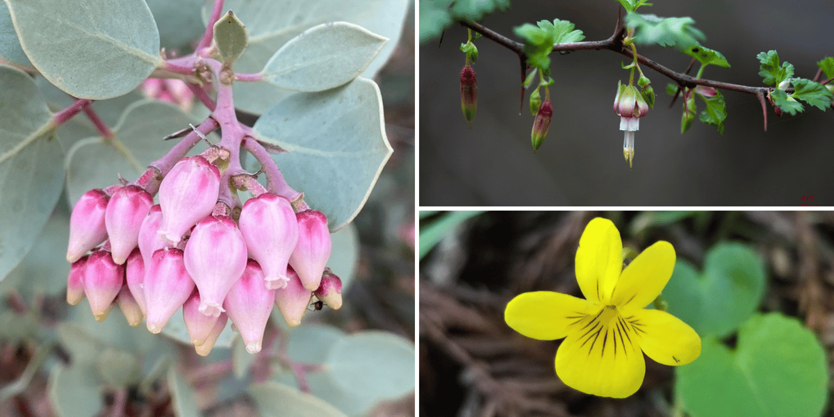 Winter Blooms