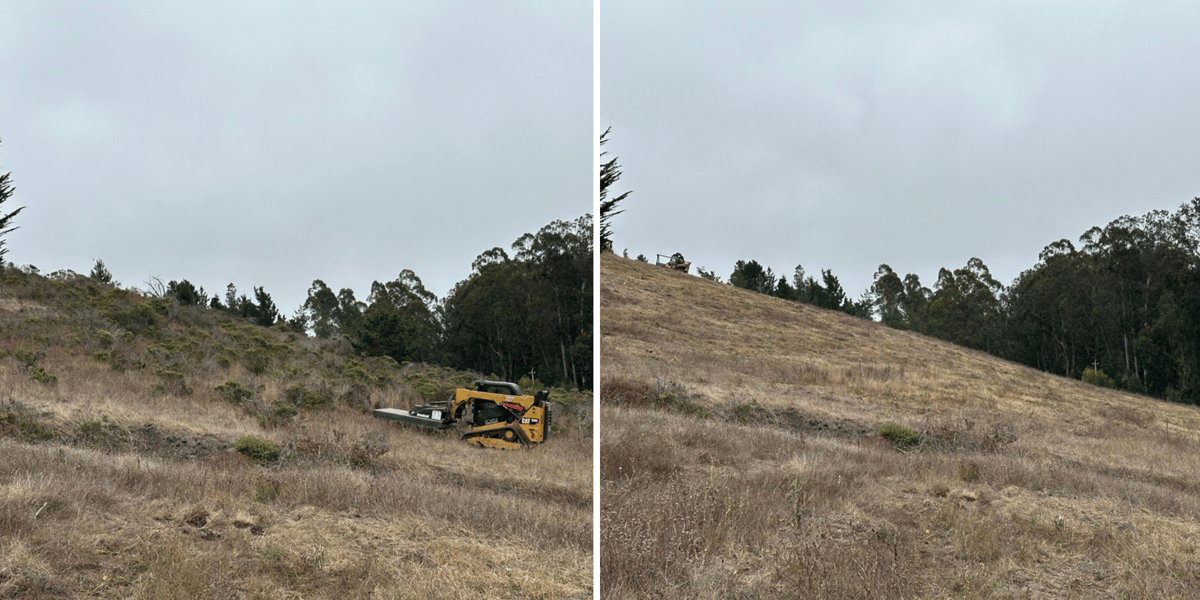 coastal mowing - Matthew Shapero