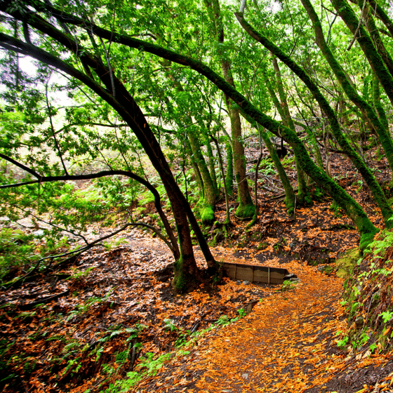 Trail covered in bright orange fallen leaves