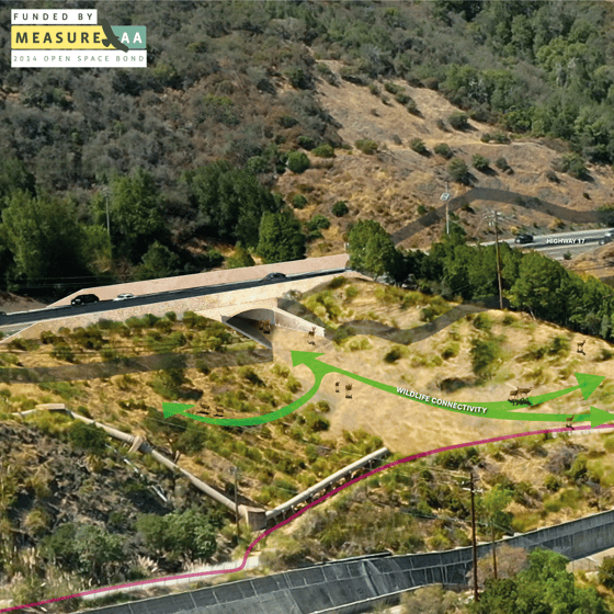 Schematic showing proposed wildlife pathway underneath Highway 17