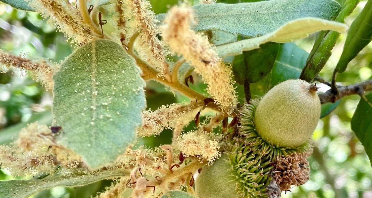 iNaturalist-AJ-Sherman_tanoak-catkins-acorns_20230721-2