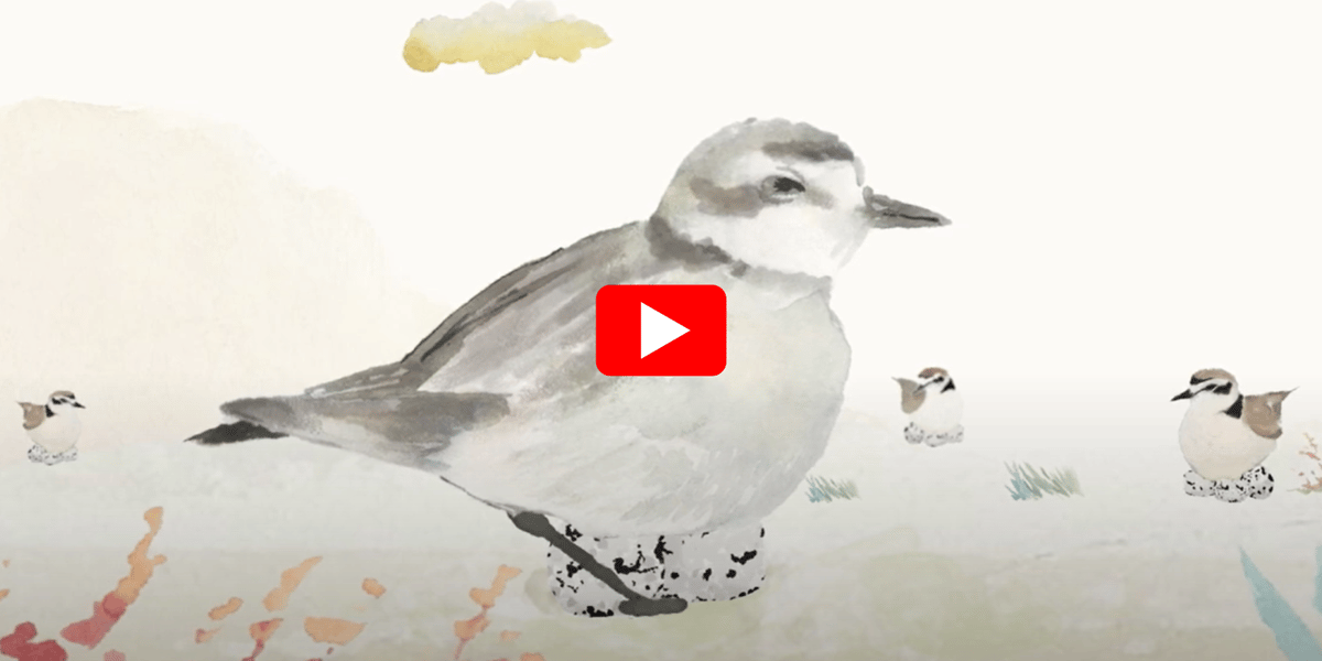 plover thumbnail
