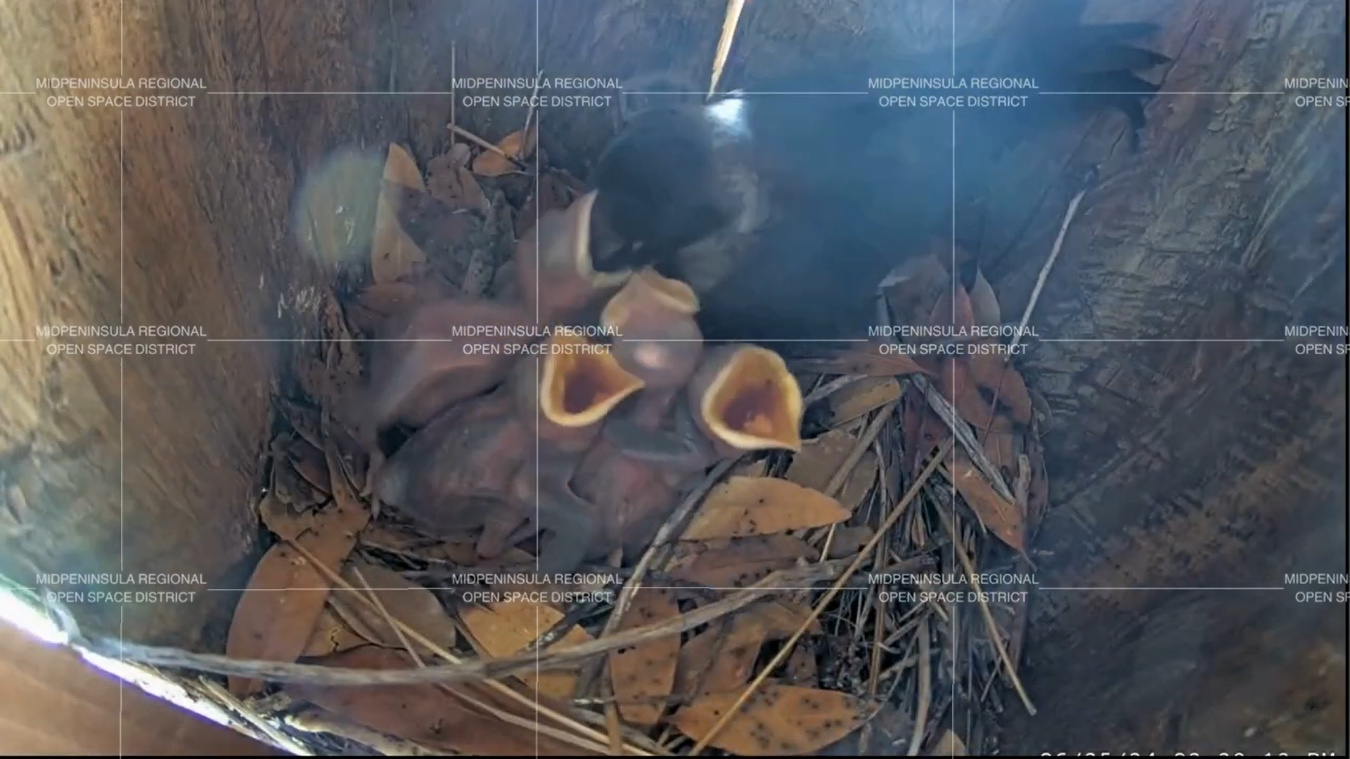 purple martin screenshot