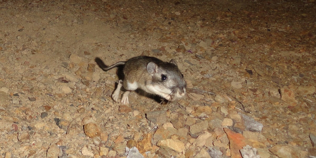 Closeup of a Santa Cruz kangaroo rat jumping on rocky soil at night
