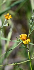 Woodland woolly thread flower